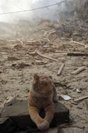 Tiger soft toy amongst Beirut bomb damage